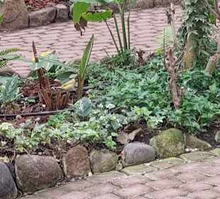 Schmetterlingsgarten