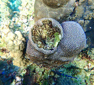 Unterwasserwelt Musandam