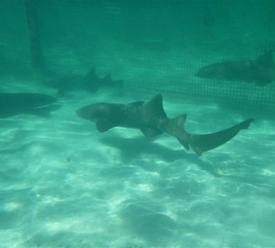Haie im Gehege, man kann mit ihne Schwimmen