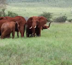 Sarova Salt Lick Game Lodge
