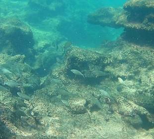 Schnorcheln Avsallar