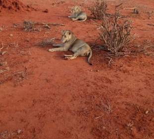 Geführte Touren Marco Polo Tours & Safaris Diani Beach 