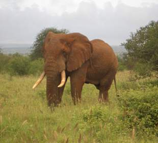 Elefant im Tsavo Ost - Abstand 10m!