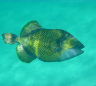 Großer Drückerfisch