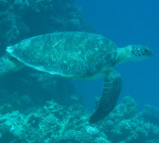 Schildkröte am Hausriff