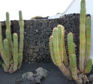 Fundacion Cesar Manrique