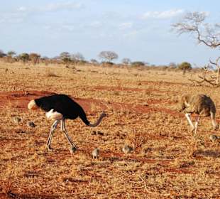 Eine Familie von Somali-Sträußen