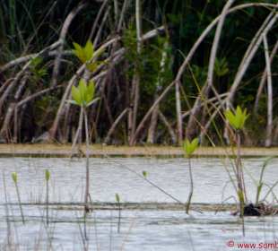 Lagune Bacalar