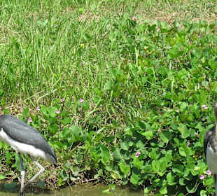 В зоопарке Бали