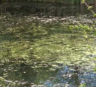Naturerlebnisweg des NABU-Metzingen