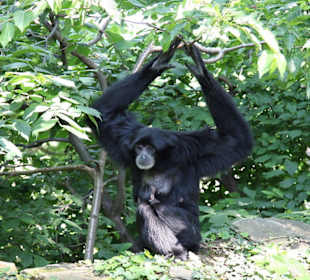 Siamang