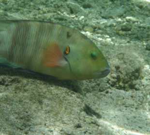 Lippfisch