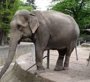 Elefanten im Außengehege