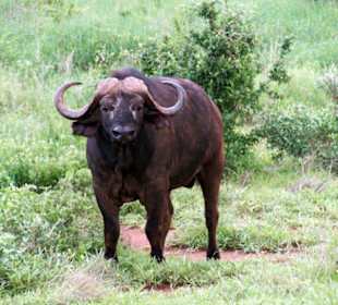Wasserbüffel