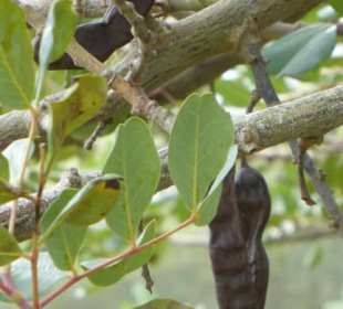 Schote des Johannisbrotbaums