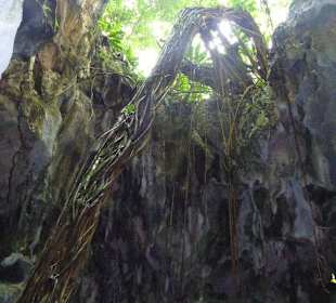 Tour Nationalpark nebst Mangroven