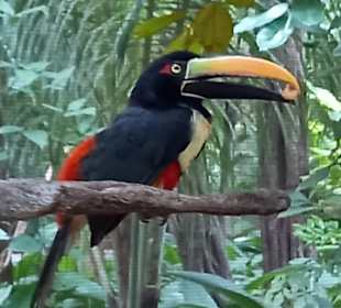 Diamante Eco Adventure Park