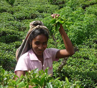 Ausflug Hochland Teeplantage