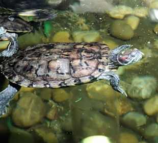 Schildkröten im Nautiland