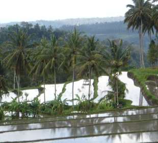 Herrlicher Blick auf Reisplantagen