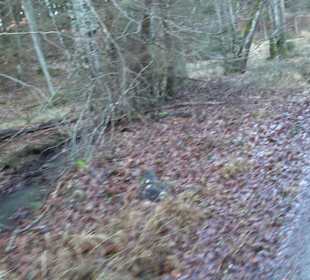 Ochsenweiher Rundweg