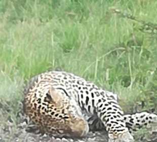 Auch ein schlafender Leopard zählt für die Big Five