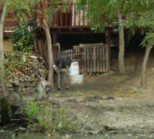 Straussenfarm am Fluss