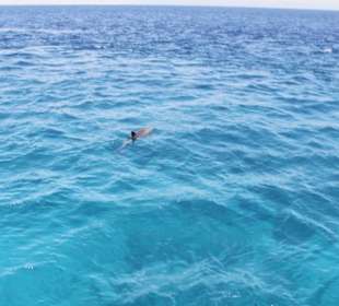 Schnorcheln mit Delfinen-Schwimmen mit Delfinen