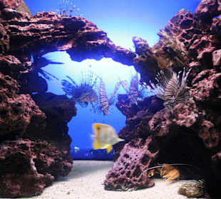 Aquarium