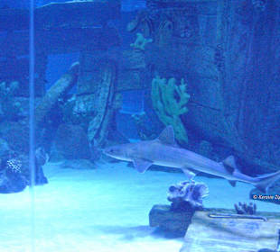 Aquarium-Tunnelgang 131m lang