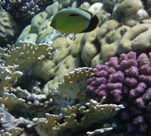 Rafa przy hotelu Sol y Mar Abu Dabbab