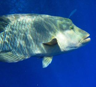 Napoleon beim Schnorcheln