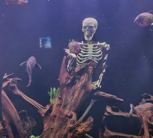 Aquarium Antalya