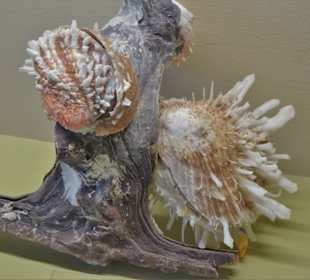 Rundgang durch das Muschelmuseum Wremen