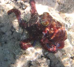 Octopus verändert sich ständig