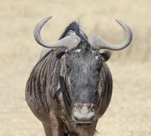 Riesiges Gnu