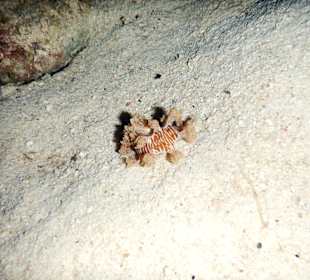 Schnecke