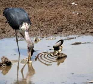 Am Ufer des Mara-rivers gibt es auch zu fressen