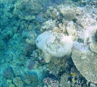 Kleiner Blick ins Riff