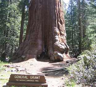 General Grant Tree