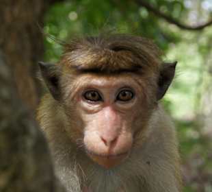 Местный житель