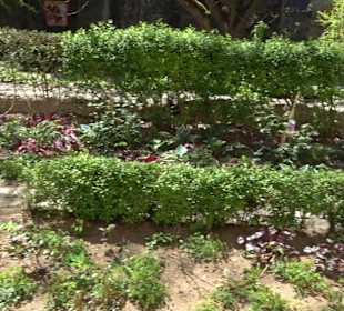 Rosengarten Nördlingen