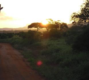 Giraffe vor Sonnenuntergang