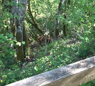 Premiumwanderweg Hochgehschätzt