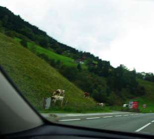 Die Kühe an der Fahrbahn