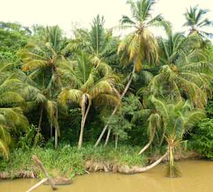 Mangroven-Flusslandschaft