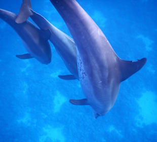 3Delfine
