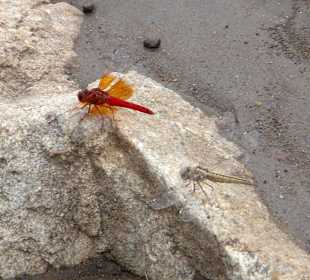 Libellen am Mara - Fluß / Mara Triangle