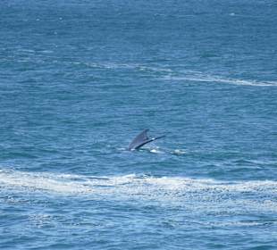 Whale Watching Hermanus