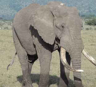 Elefant in der Savanne / Massai Mara